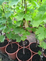 Predávam viacročné sadenice viniča v kvetináči – mnoho odrôd, niektoré už s hroznom, iba osobný odber v Českej republike