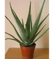 Predaj aloe vera